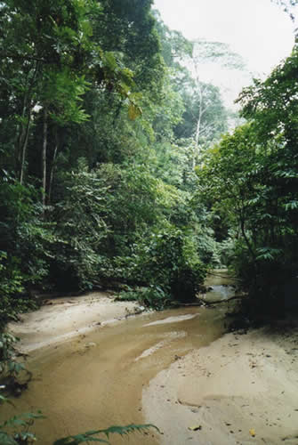 jungle-frim-malaisie