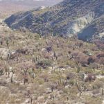 Argentine - parc national Los Cardones