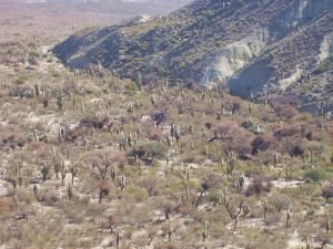 Argentine - parc national Los Cardones