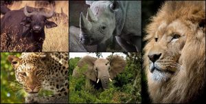 Les Big five