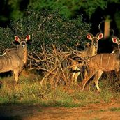 Le Zimbabwe, un pays qui gagne à être visité