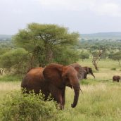 La Tanzanie : une des meilleures destinations safari d’Afrique