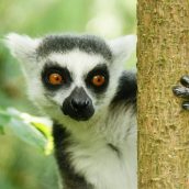 Madagascar, une destination de vacances par excellence