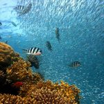 poissons sous l'eau de plongée l'eau