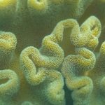 sous marine corail