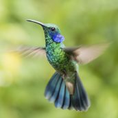 Écotourisme Costa Rica : parcs nationaux et réserves de biodiversité