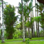 jardin tropical de Balata