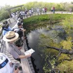 parc national des Everglades