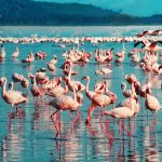 lac Nakuru