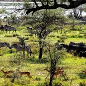 La Tanzanie, une destination qui plaira aux naturalistes en herbe