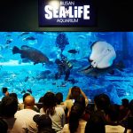 SEA_LIFE_부산아쿠아리움_상어_피딩_타임