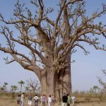 Séjour solidaire au sénégal