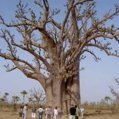 Voyager autrement : séjour solidaire au Sénégal