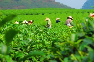 Thé Tan Cuong au Vietnam