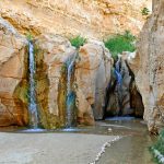 L'oasis de Tozeur en Tunisie