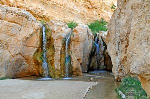 L'oasis de Tozeur en Tunisie