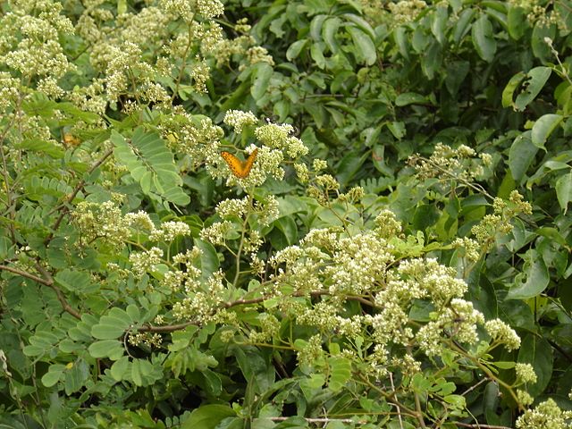 La Réserve de la faune du Dja au Cameroun