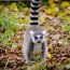 Pourquoi passer par une agence de voyage à Madagascar ?