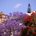 Des jacaranda à Antananarivo à Madagascar