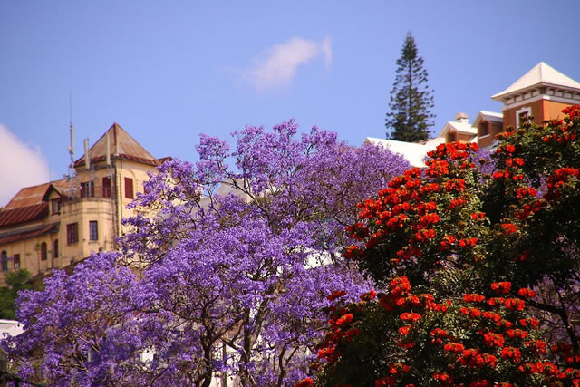 Des jacaranda à Antananarivo à Madagascar