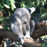 Lone Pine Koala Sanctuary à Brisbane en Australie