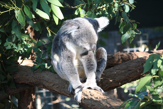 Lone Pine Koala Sanctuary à Brisbane en Australie