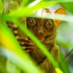 Le tarsier