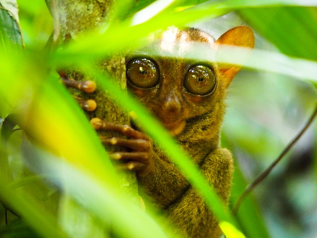 Le tarsier