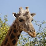 Girafe Niger