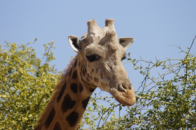 Girafe Niger