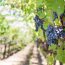 Vacances aux USA : parcourir la route des vins de la Californie
