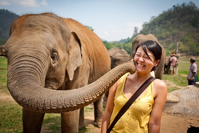 Se divertir en compagnie des éléphants