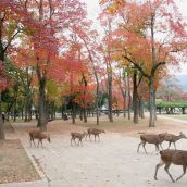 Nara, la capitale antique japonaise à ne pas manquer
