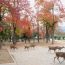 Nara, la capitale antique japonaise à ne pas manquer