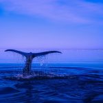 Baleine Honolulu