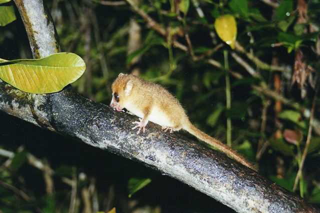 Parc national Ranomafana Madagascar
