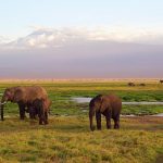 Ecotourisme Kenya