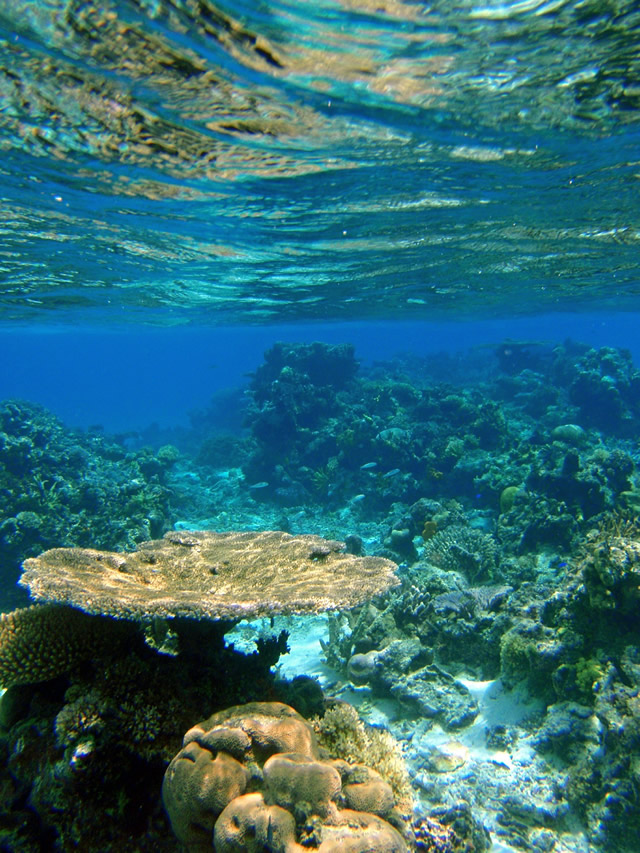 Snorkeling Fidji