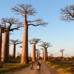 Aller des baobabs Morondava Madagascar