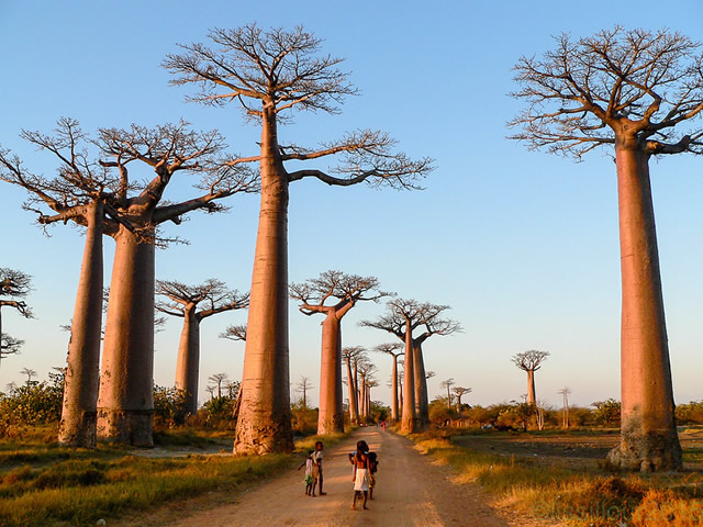 Aller des baobabs Morondava Madagascar