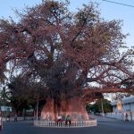 Majunga Baobab Madagascar
