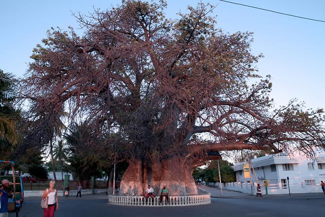 Majunga Baobab Madagascar