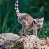 Comment bien planifier votre voyage à Madagascar ?