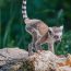 Comment bien planifier votre voyage à Madagascar ?