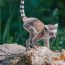 Comment bien planifier votre voyage à Madagascar ?
