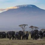 Voyage au Kenya les parcs nationaux à visiter