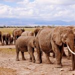 parc national d'Amboseli