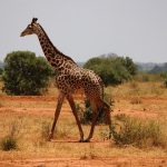 parc national de Tsavo