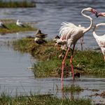 parc national du lac Nakuru