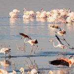 parc national du lac Nakuru